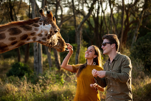Old safari movies