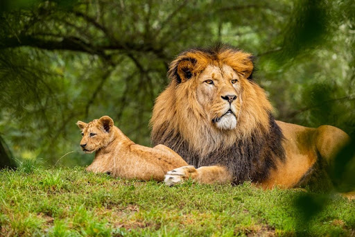 Safari movies list