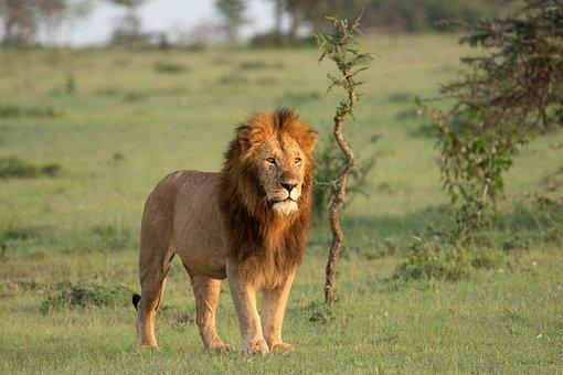 Kenya safari tips