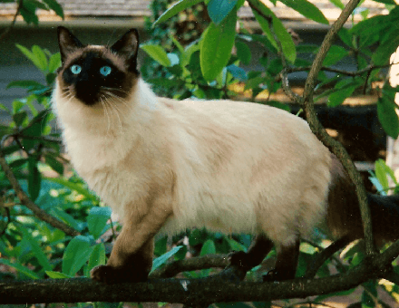 Balinese Cat