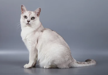 Burmilla cat