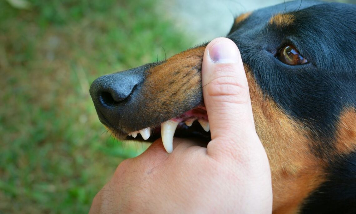 Dog Bite Cases