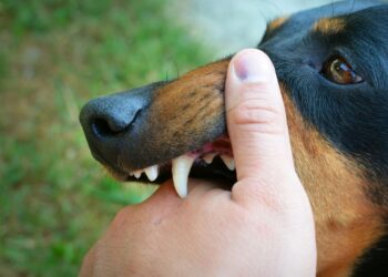 Dog Bite Cases