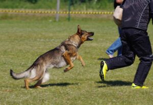 Dog Bite Cases