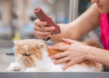 Pet Grooming Guide