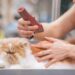 Pet Grooming Guide