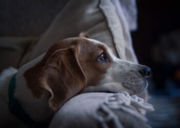 Buying and Adopting Pet Difference