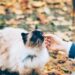 Cat Breeds for Apartment Living