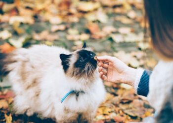 Dangers of Feeding Human Food to Pets