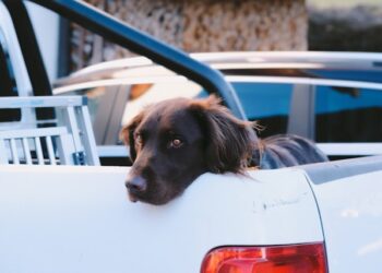 Foster Rescue Animal