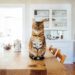 Keep Cat Indoor Entertained
