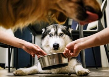 Pet Healthy Recipes
