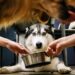 Pet Healthy Recipes