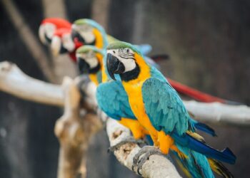 Train Parrot to Talk