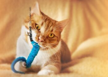 DIY Cat Toys