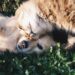Hydration is Essential for Pet’s Health