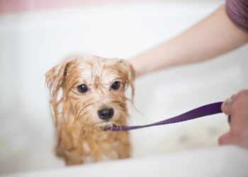 Pet Bath Tips