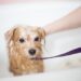 Pet Bath Tips