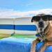 Pet Summer tips