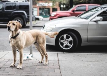 Pets Stress Signs