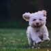 Puppy Teething Tips