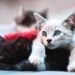 Why Do Cats Knead