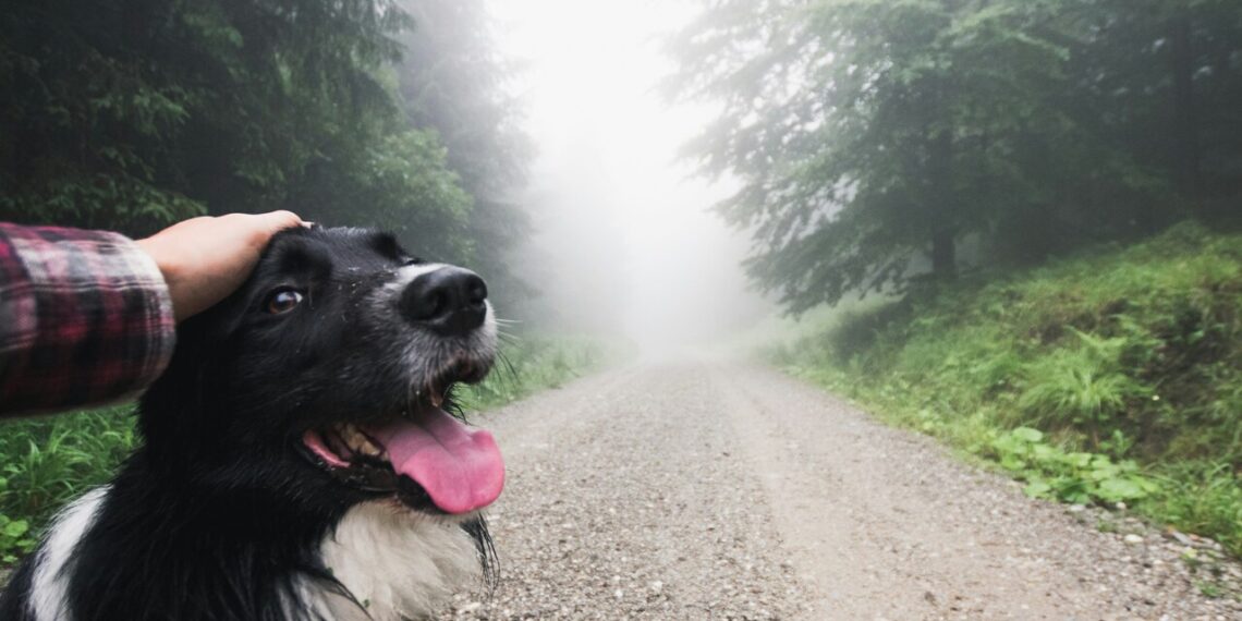 Full guide to Camino de Santiago with your dog
