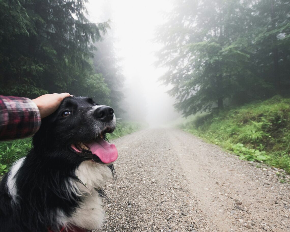 Full guide to Camino de Santiago with your dog