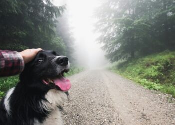 Full guide to Camino de Santiago with your dog