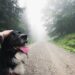 Full guide to Camino de Santiago with your dog