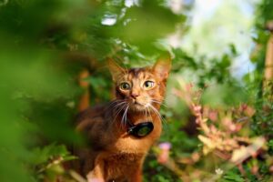 Abyssinian