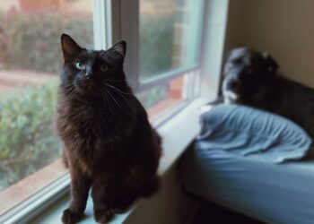 Adopting Senior Pets Benefits