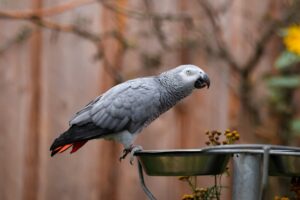 African Grey Parrot