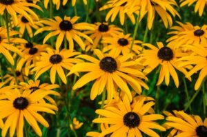 Black-Eyed Susan