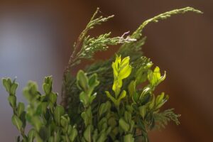 Boxwood