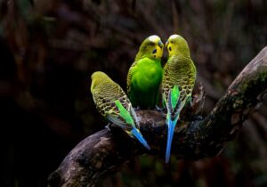 Budgerigar Parrot