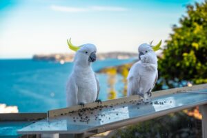 Cockatoo Parrot