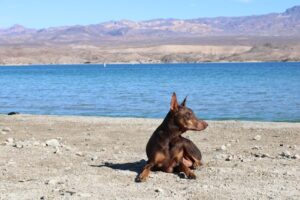 Doberman Pinscher