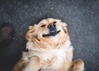 Funniest Pet Habits