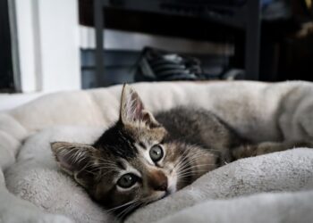 Help Shy or Traumatized Rescue Pet