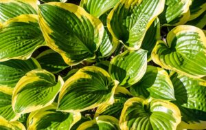 Hosta