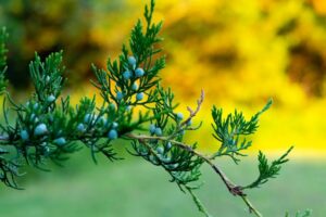 Juniper