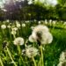Prevent Lawn Weeds