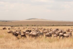Maasai Mara