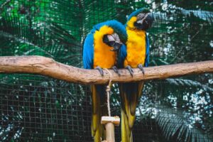 Macaw Parrot