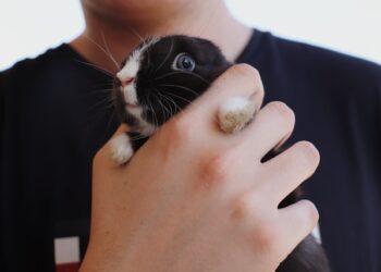 Newly Adopted Pet Tips