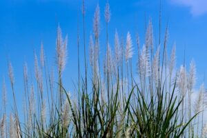 Ornamental Grasses