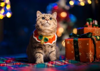 Pet Lovers Holiday Gifts