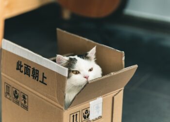 Pet Separation Anxiety Tips