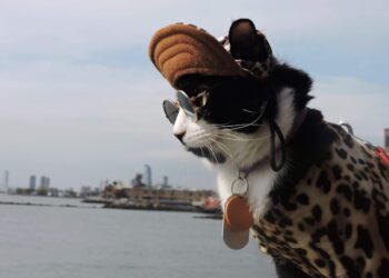 Pets Instagram-Worthy Photos